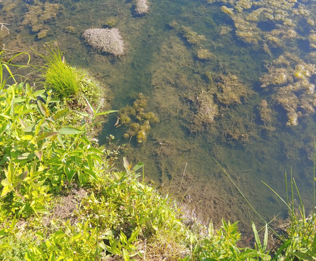 Muskrat Removal Clayton NC