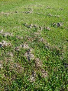 Mole Removal Clayton NC