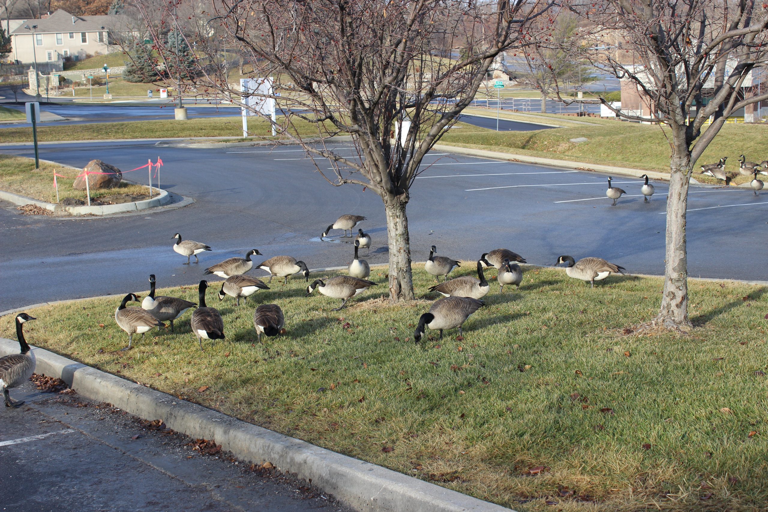 Goose Control and Removal Raleigh | Freedom Wildlife Solutions