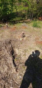 beaver removal damage