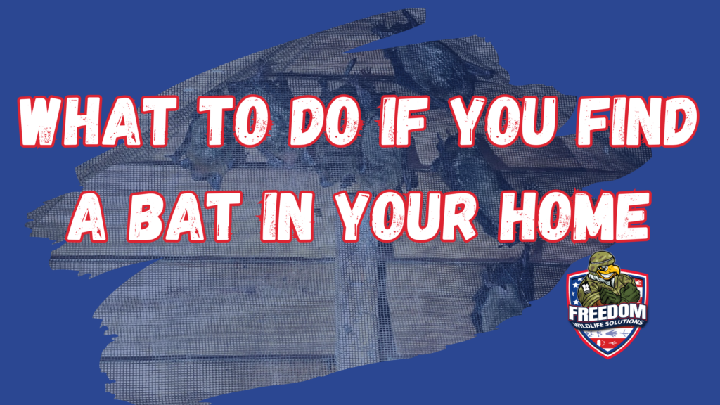 What To Do If You Find A Bat In Your Home