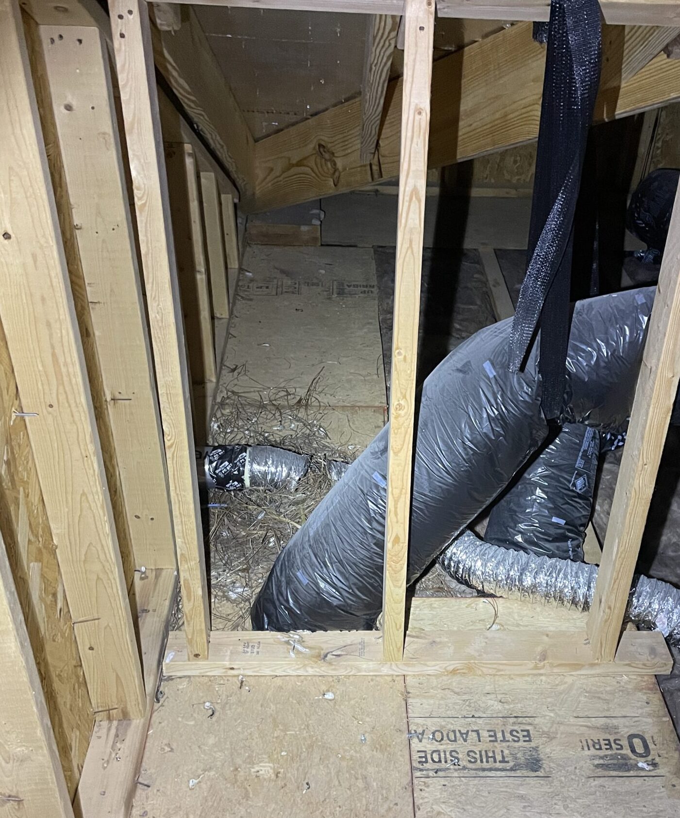 5 Things To Know About Birds In Vents