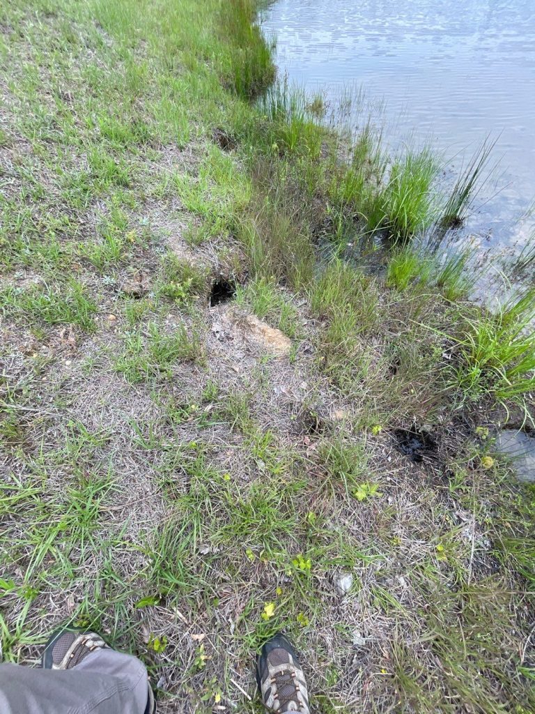 Muskrat Damage