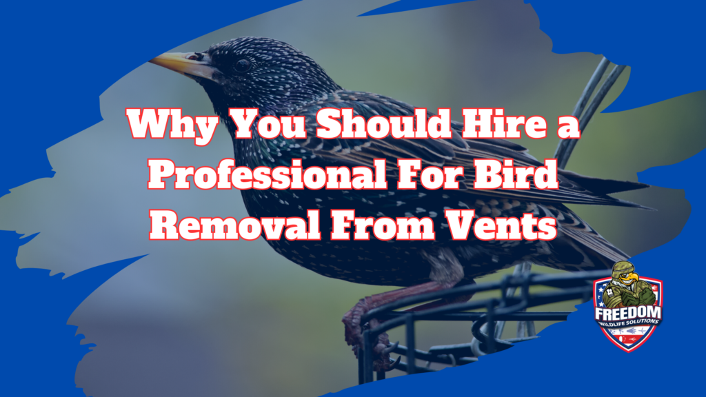 Why You Should Hire a Professional for Bird Removal from Vents