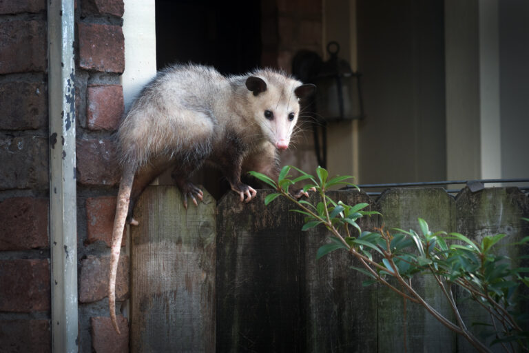 Opossum removal Near Me