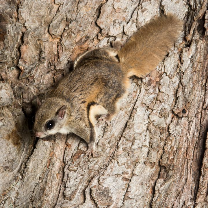 A Guide to Types of Squirrels in North Carolina