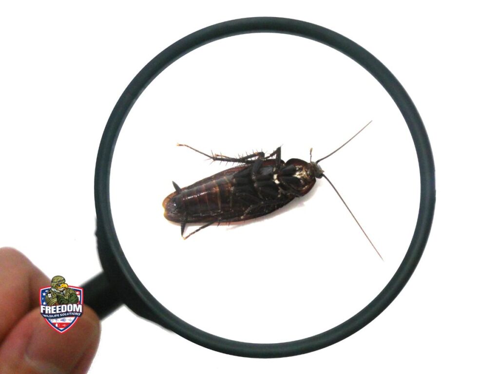 Pest and Wildlife Control Garner, NC