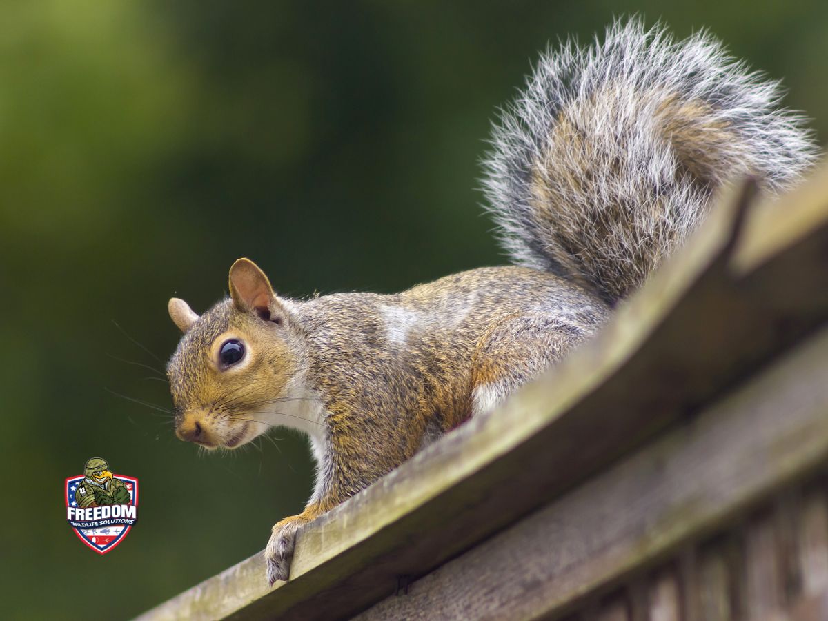 Kenly, NC Pest Control and Wildlife Removal
