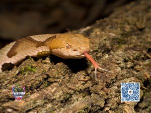 Uncovering Snake Secrets: Climbing, Hiding, and Spotting Signs in Your