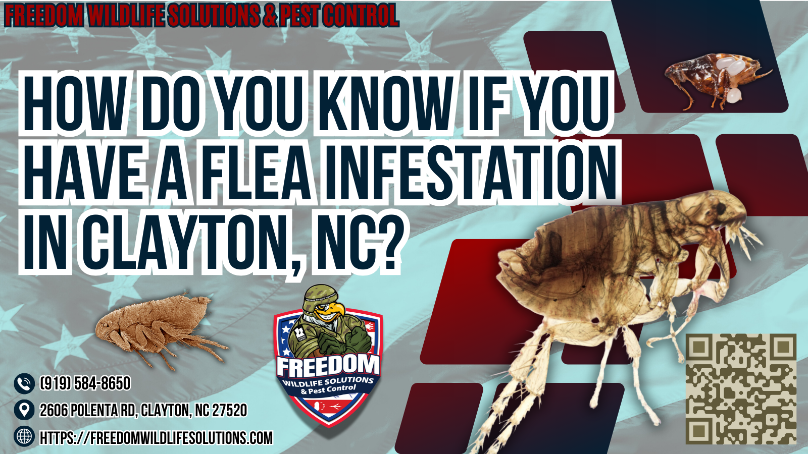 How Do You Know if You Have a Flea Infestation in Clayton, NC..
