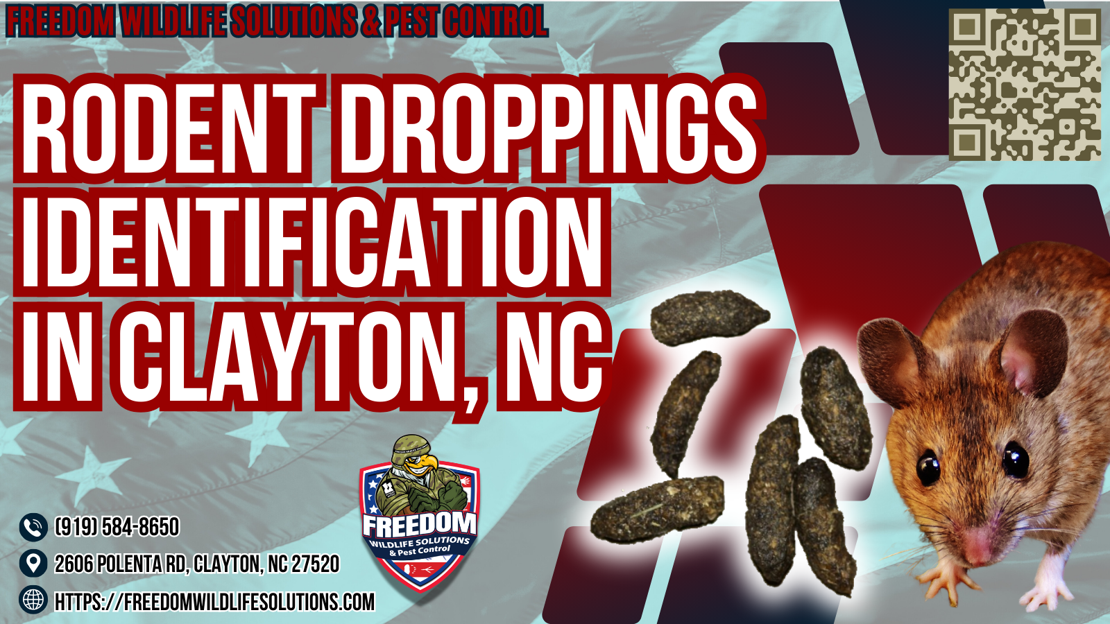 Rodent Droppings Identification in Clayton, NC.