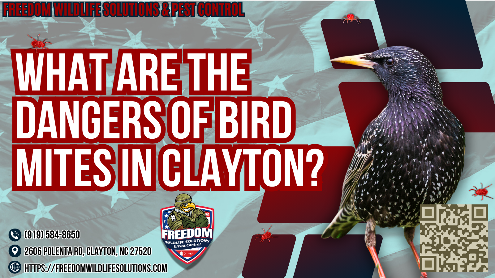 What Are The Dangers Of Bird Mites In Clayton.