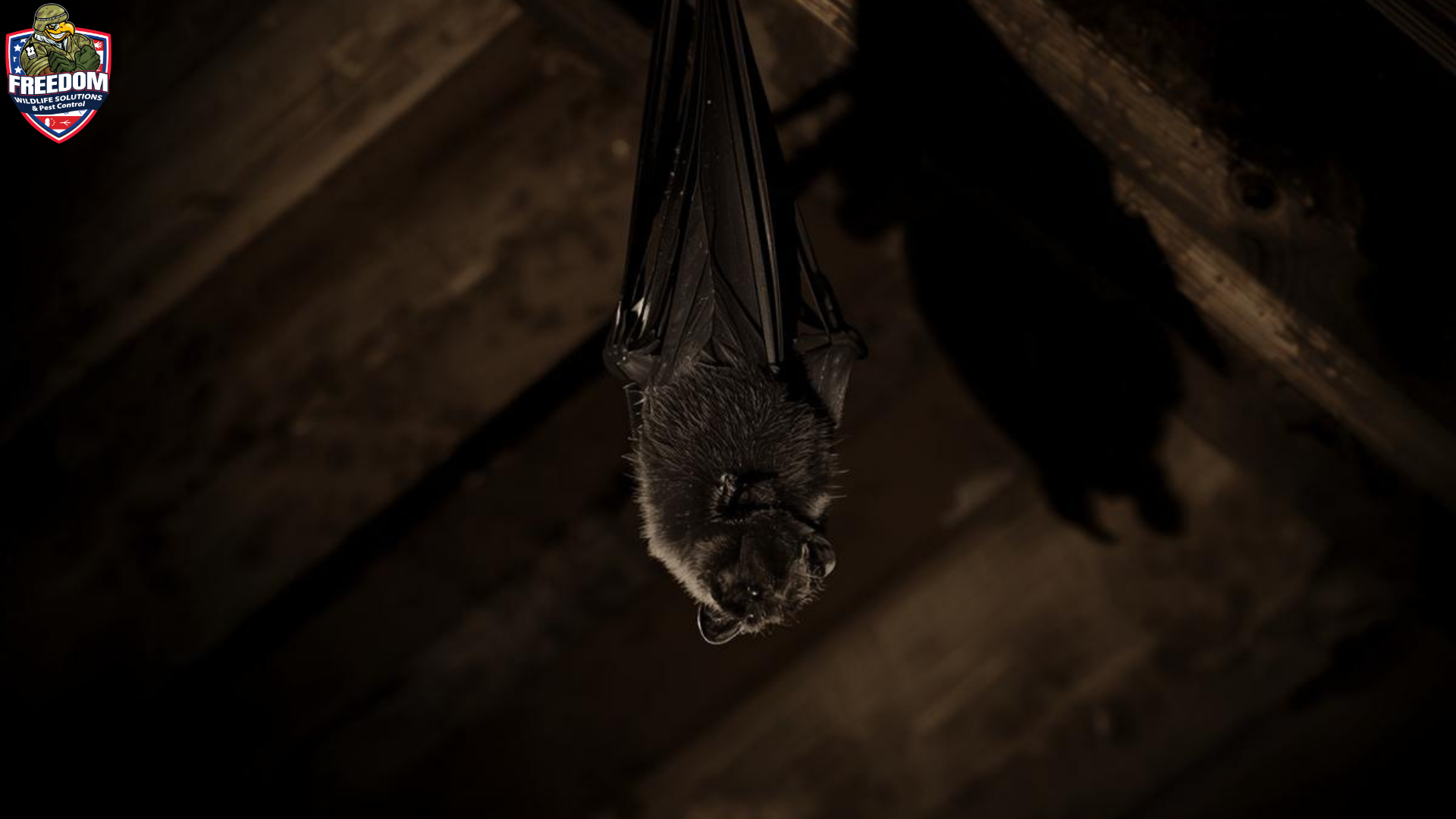 Bat hanging from attic rafters during an active bat infestation inspection by Freedom Wildlife Solutions & Pest Control.