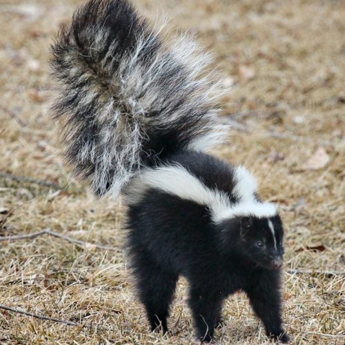 Skunk Removal in Clayton, NC skunk removal in Clayton, NC